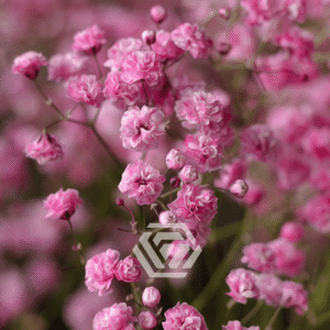 Gipsówka Pink 1000 gr.
