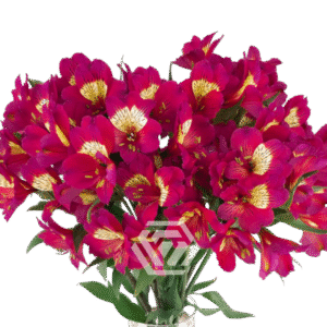 Alstromeria, kolory