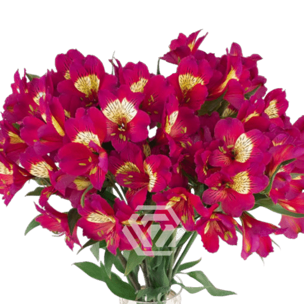 Alstromeria, kolory - obrazek 2