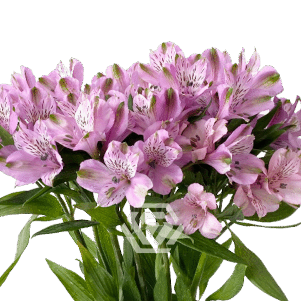 Alstromeria, kolory - obrazek 3