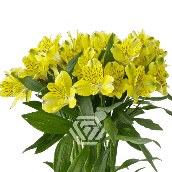 Alstromeria, kolory - obrazek 4