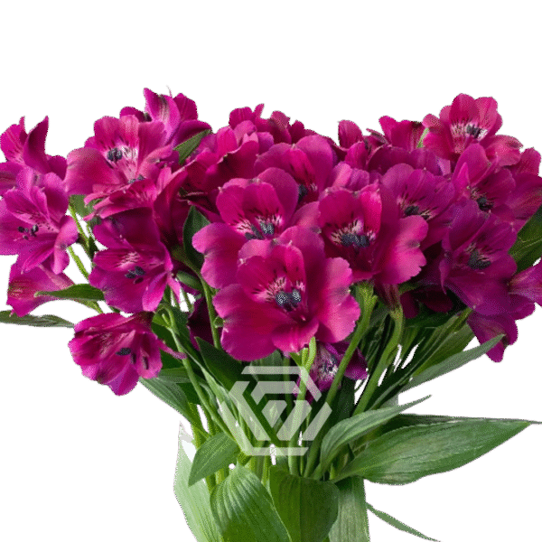 Alstromeria, kolory - obrazek 5