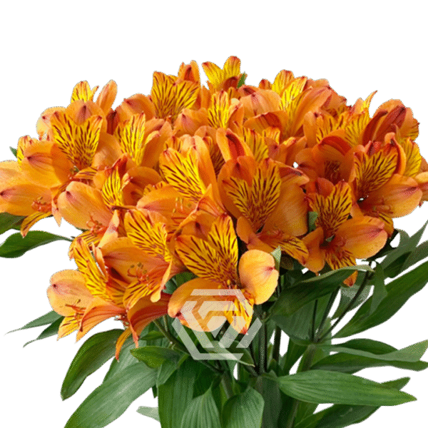 Alstromeria, kolory - obrazek 6