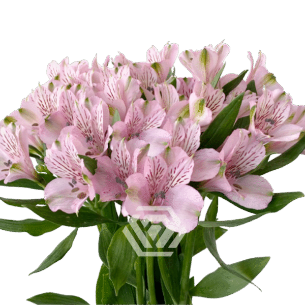Alstromeria, kolory - obrazek 7