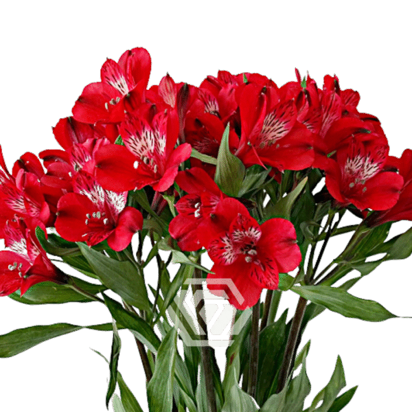 Alstromeria, kolory - obrazek 8