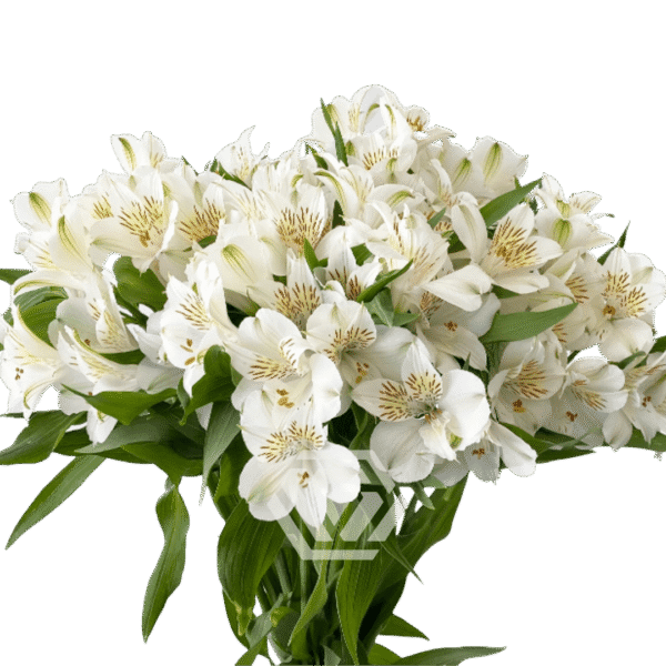 Alstromeria, kolory - obrazek 9