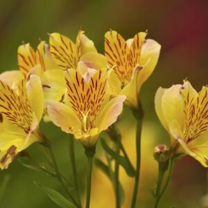 Alstromeria