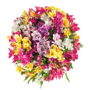 Alstromeria, kolory