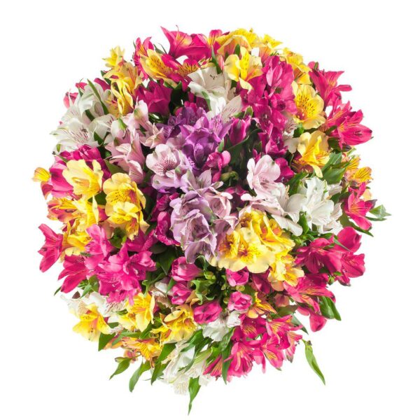 Alstromeria, kolory