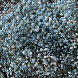 Gipsówka Light Blue 1000 gr.