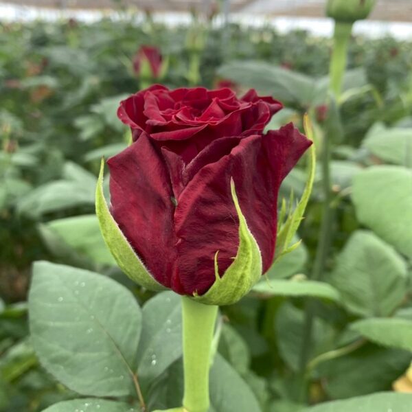 Con Amore