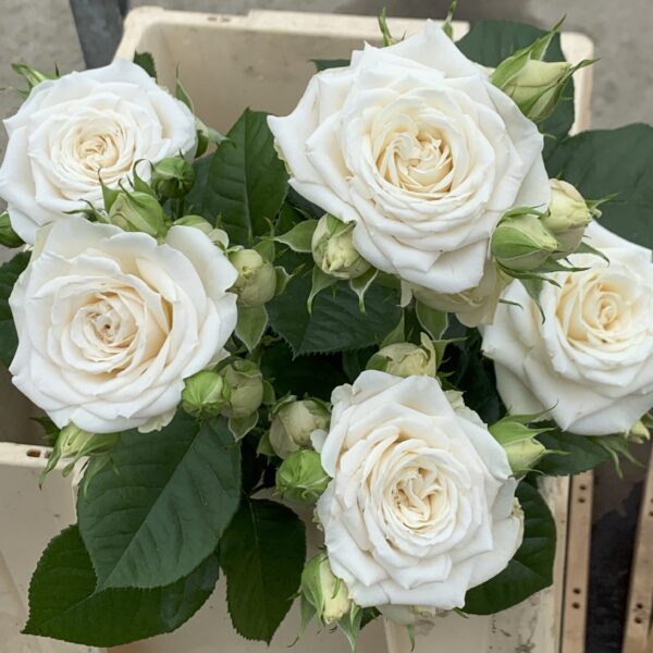 Vanilla Bouquet - obrazek 3