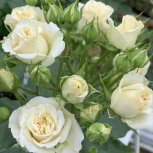 Vanilla Bouquet
