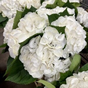 Hortensja cięta Royal Wedding