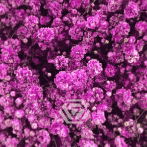 Gipsówka Fucsia 1000 gr.