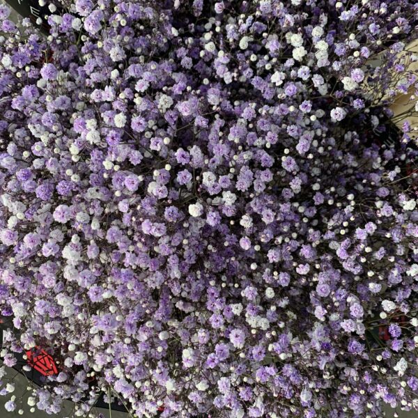 Gipsówka Lavender 1000 gr. - obrazek 2