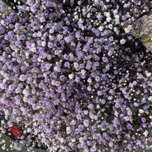 Gipsówka Lavender 1000 gr.