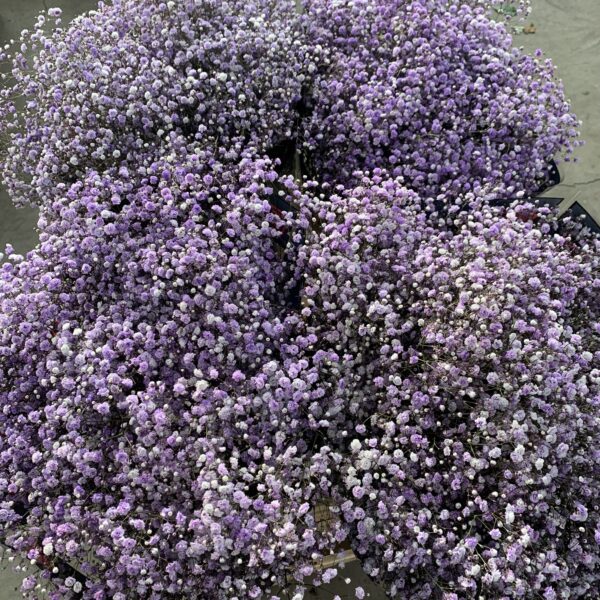 Gipsówka Lavender 1000 gr. - obrazek 3