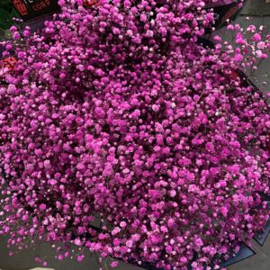 Gipsówka Fucsia 1000 gr.