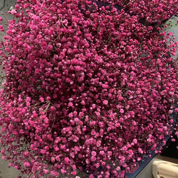 Gipsówka Raspberry 1000 gr.