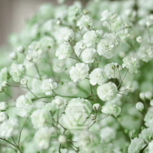 Gipsówka Light Green 1000 gr.