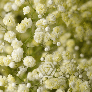Gipsówka Light Yellow 1000 gr.
