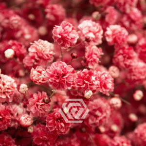 Gipsówka Red 1000 gr.