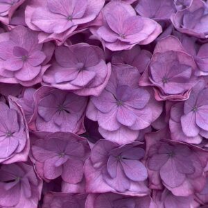 Hortensja cięta Fiolet R. Anastasia