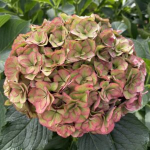Hortensja cięta Classic R. Anastasia