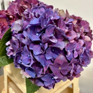 Hortensja cięta Fioletowa Royal Queen