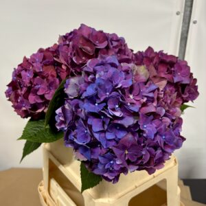 Hortensja cięta Fioletowa Royal Queen