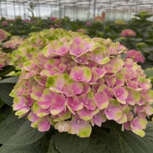 Hortensja cięta pół-Classic Magical Amethyst Pink