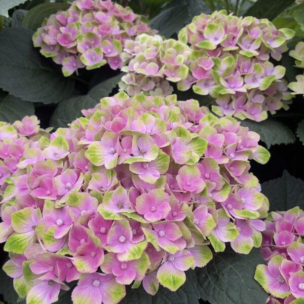 Hortensja cięta pół-Classic Magical Amethyst Pink - obrazek 3