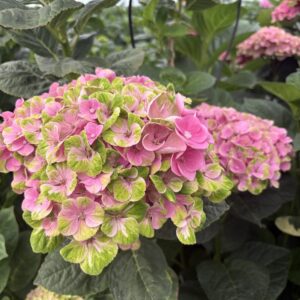 Hortensja cięta pół-Classic Magical Coral