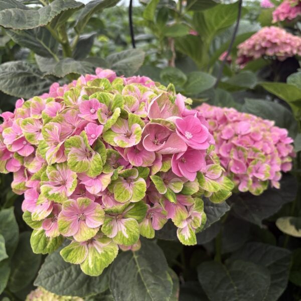 Hortensja cięta pół-Classic Magical Coral - obrazek 2