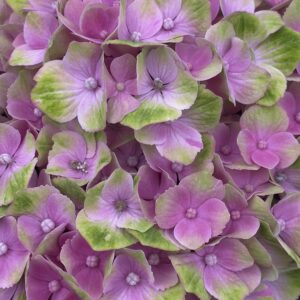Hortensja cięta pół-Classic Magical Amethyst Pink