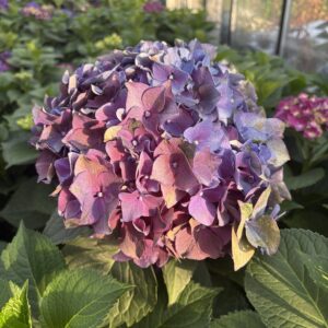 Hortensja cięta Fioletowa-Classic Royal Queen