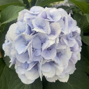 Hortensja cięta Błękitna Royal Surprise