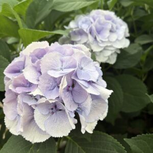 Hortensja cięta Błękitno-Fioletowa Royal Surprise