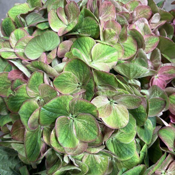 Hortensja cięta Classic Magical Green Fire - obrazek 2